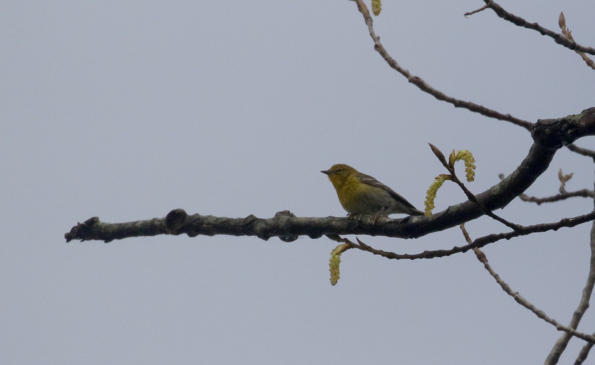 Pine Warbler - ML233169491