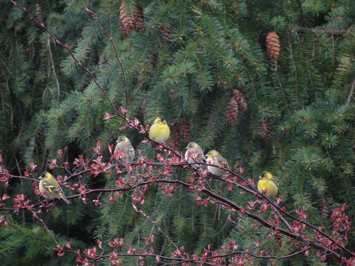 Black-chinned Siskin - ML233169571