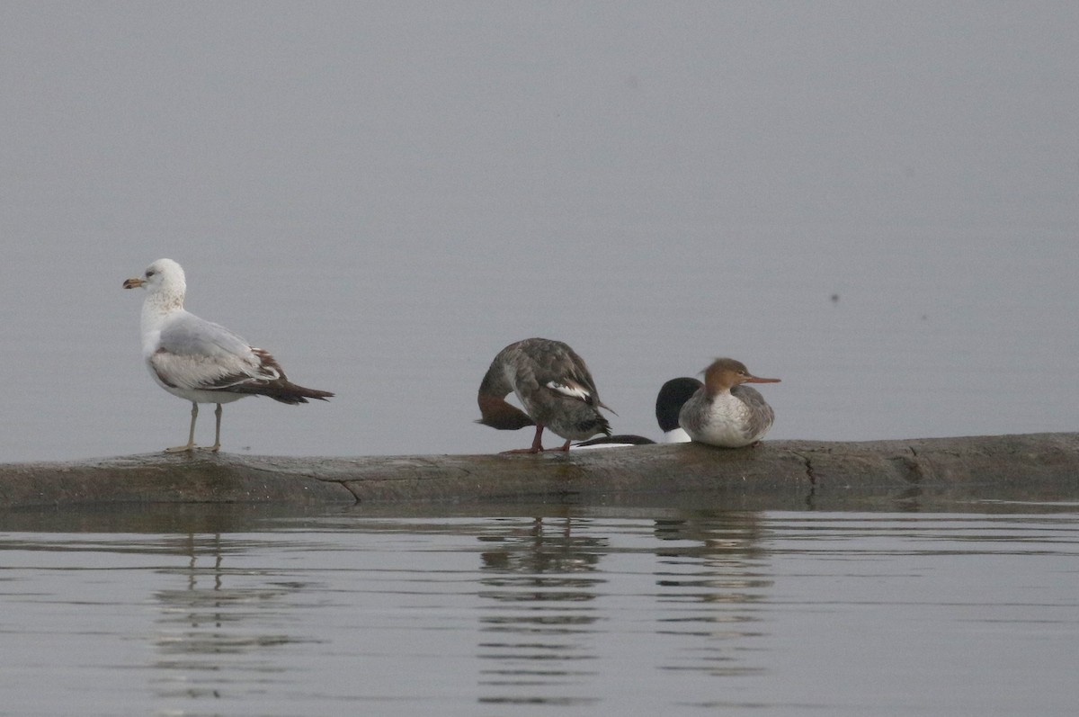 Red-breasted Merganser - ML233169631