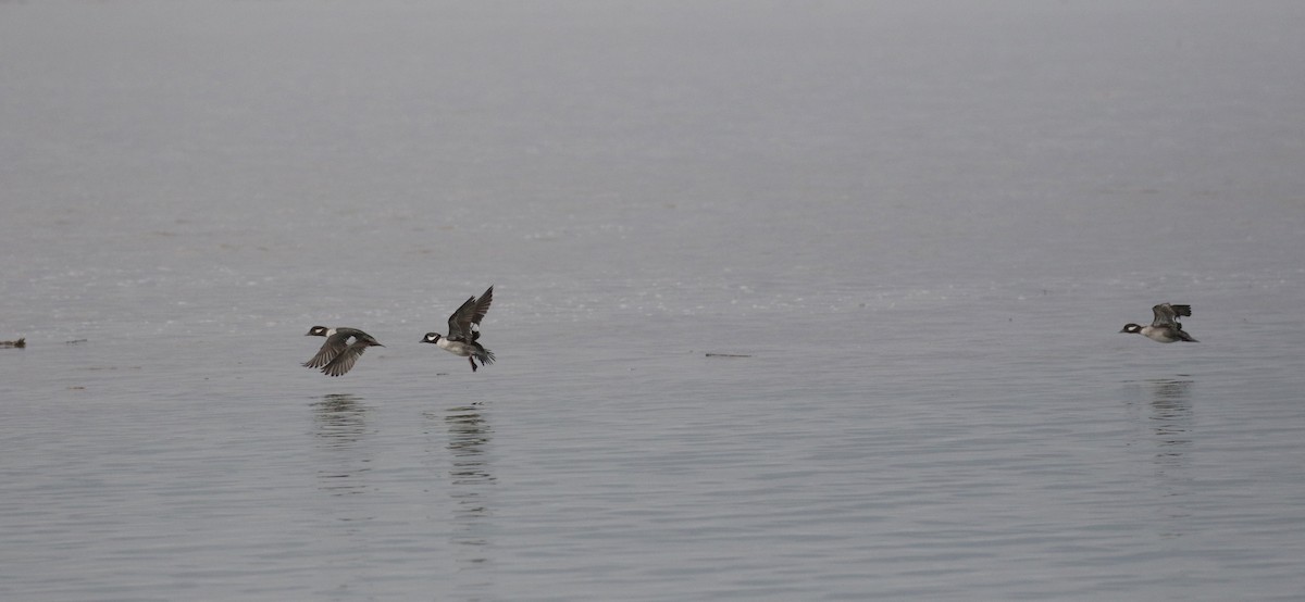 Bufflehead - ML233169671