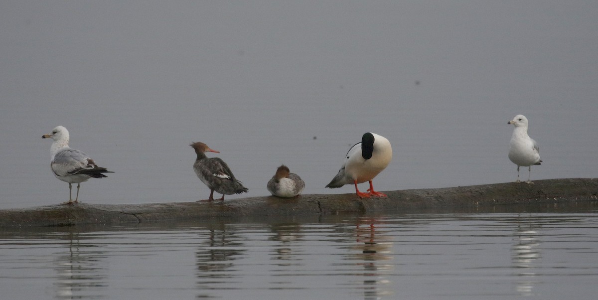 Red-breasted Merganser - ML233169711