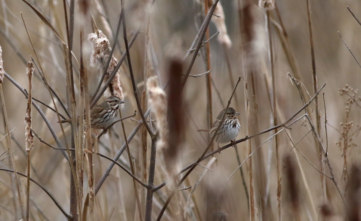 Song Sparrow (melodia/atlantica) - ML23317001