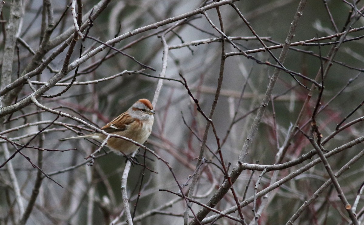 American Tree Sparrow - ML23317011