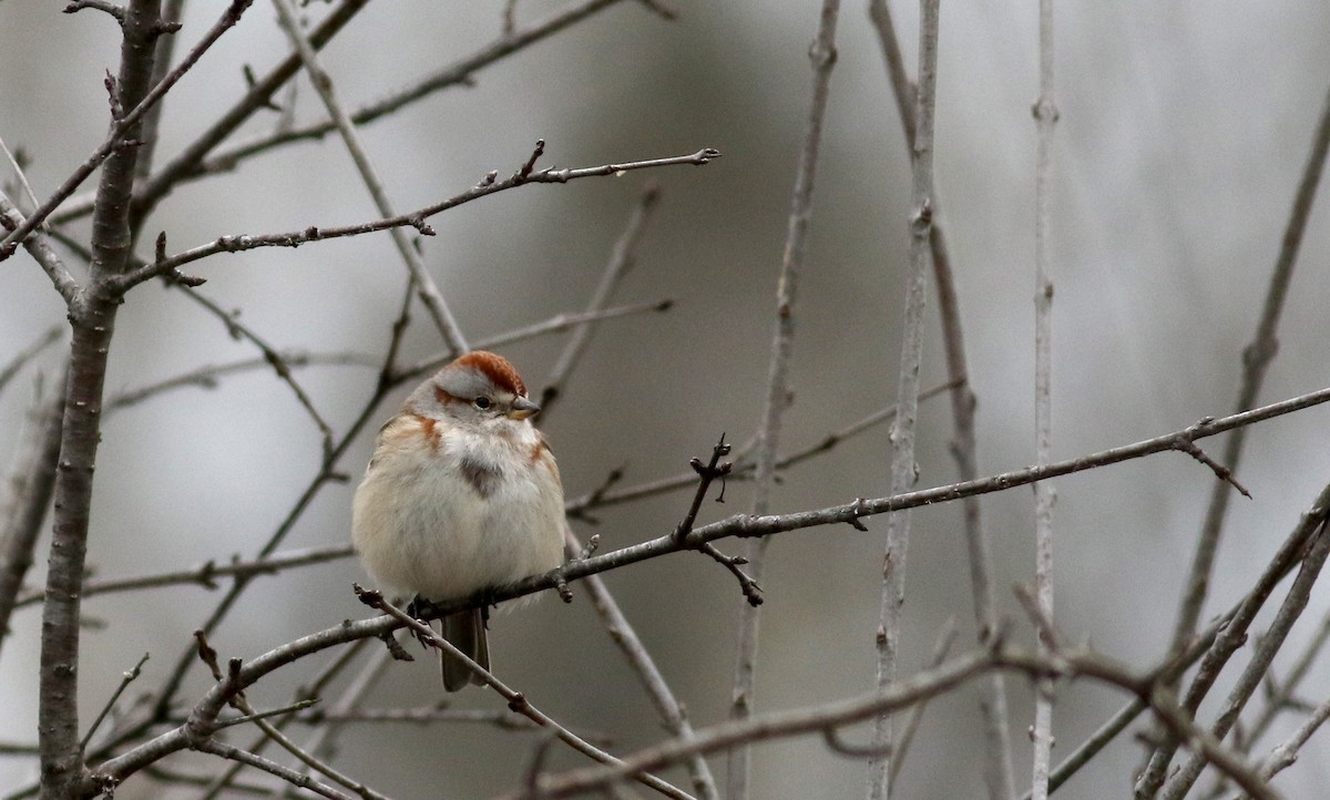 American Tree Sparrow - ML23317051