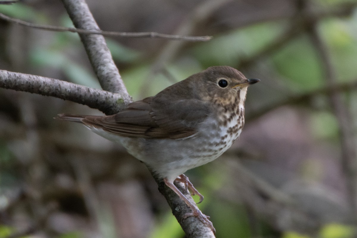 Swainson's Thrush - ML233170681