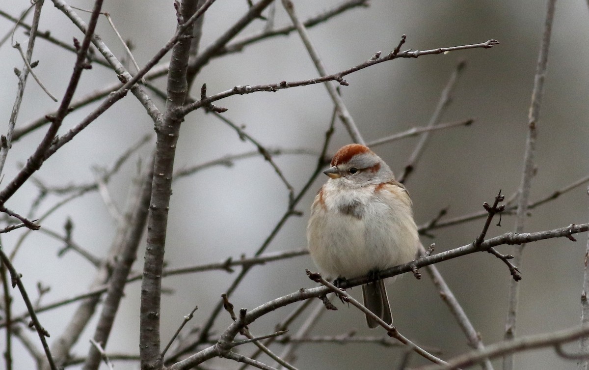 American Tree Sparrow - ML23317081