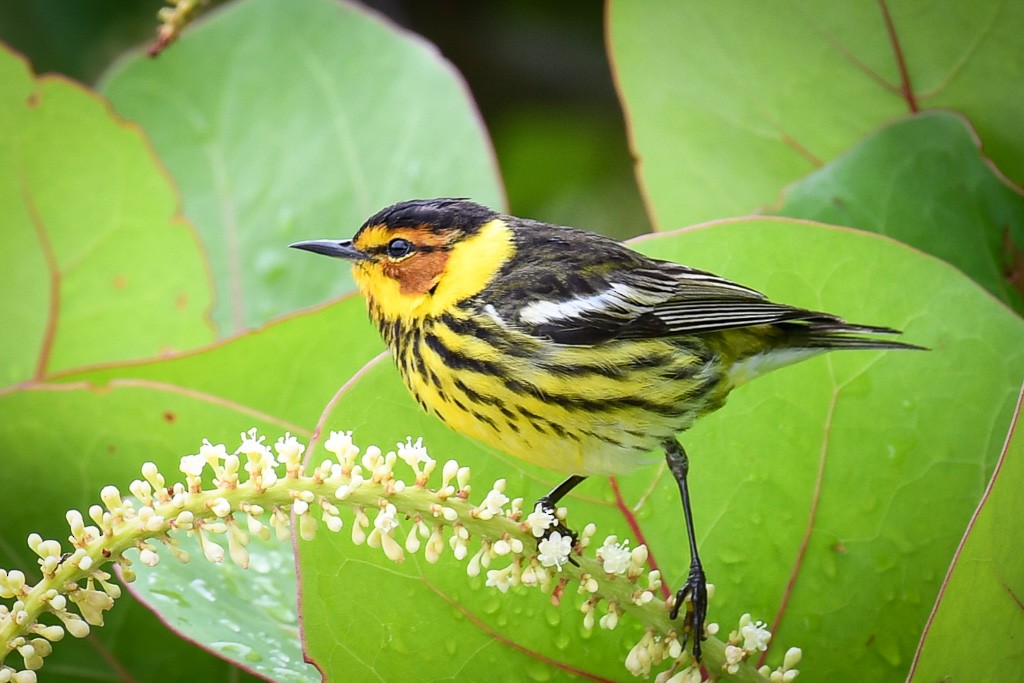 Cape May Warbler - Alan OHeron