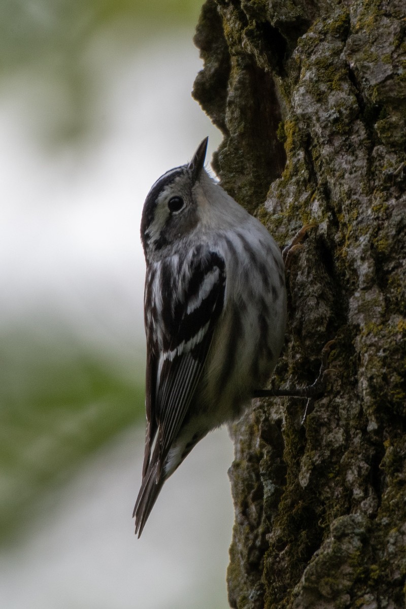 Black-and-white Warbler - ML233170981
