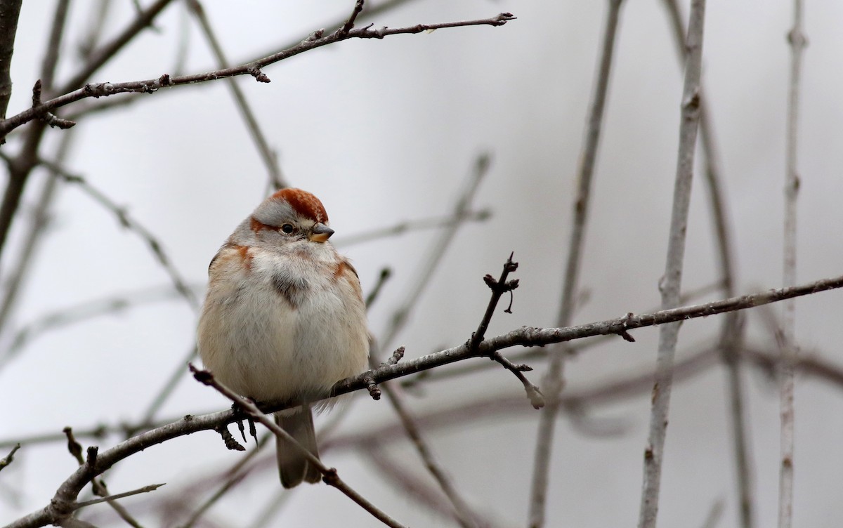 American Tree Sparrow - ML23317141