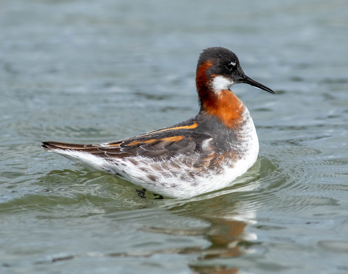 Red-necked Phalarope - Bill Crosby