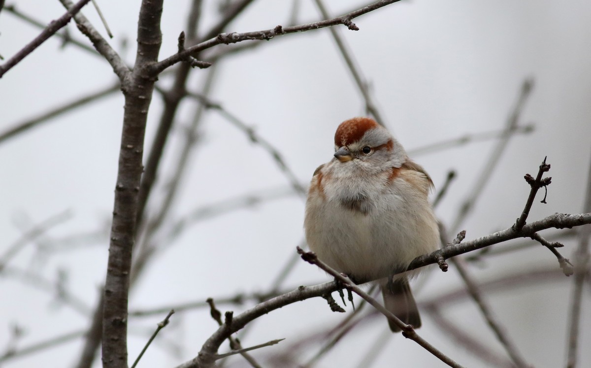 American Tree Sparrow - ML23317171