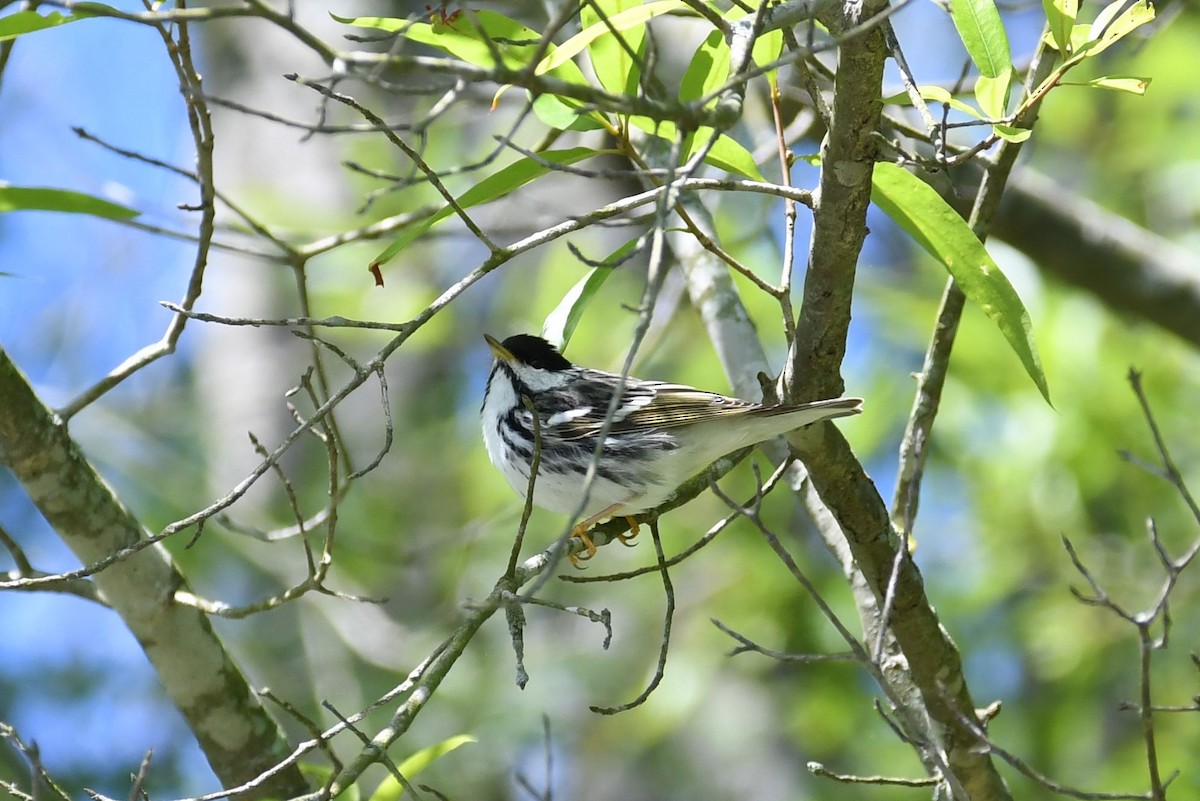 Blackpoll Warbler - ML233172021