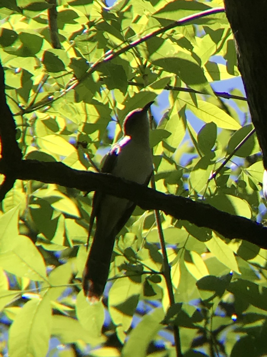 Black-billed Cuckoo - ML233174171