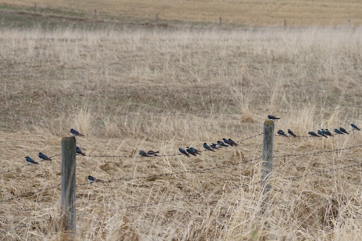 Tree Swallow - ML233174481
