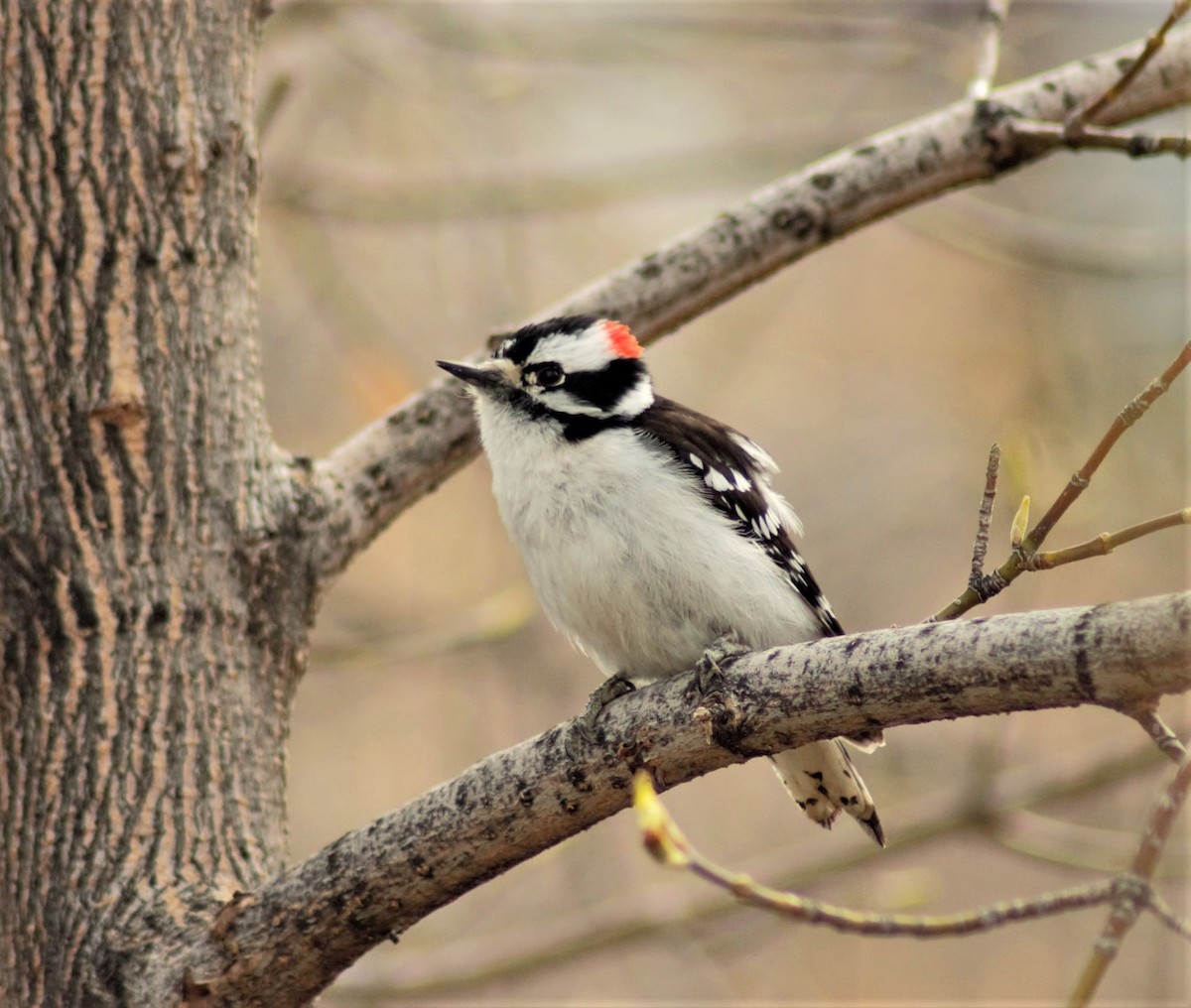 Downy Woodpecker - ML233174771