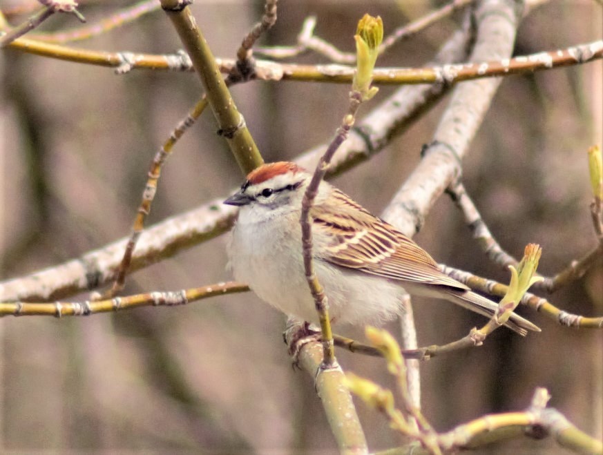 Chipping Sparrow - ML233174851