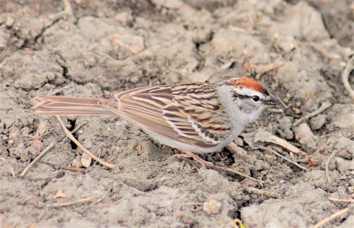 Chipping Sparrow - ML233174891