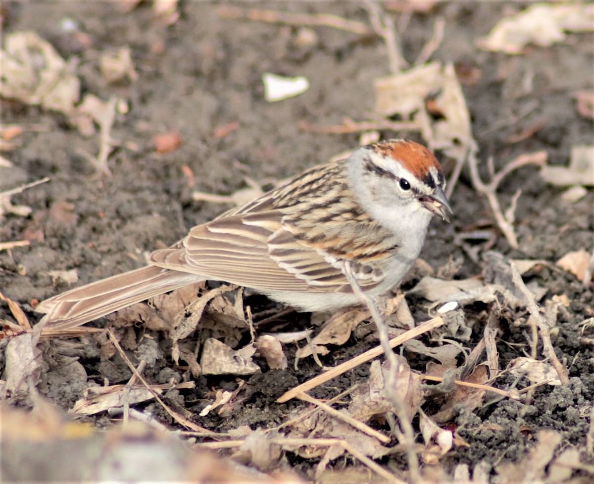 Chipping Sparrow - ML233174901