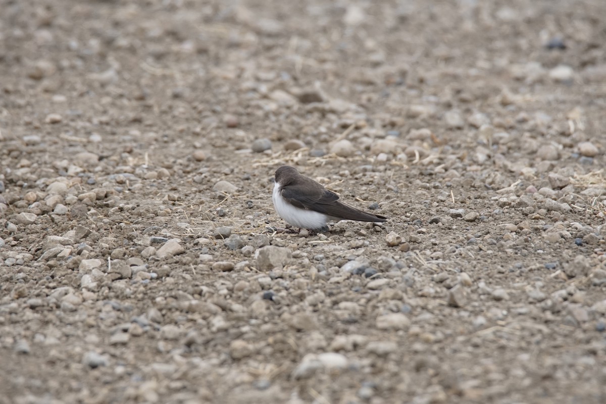Tree Swallow - ML233174911