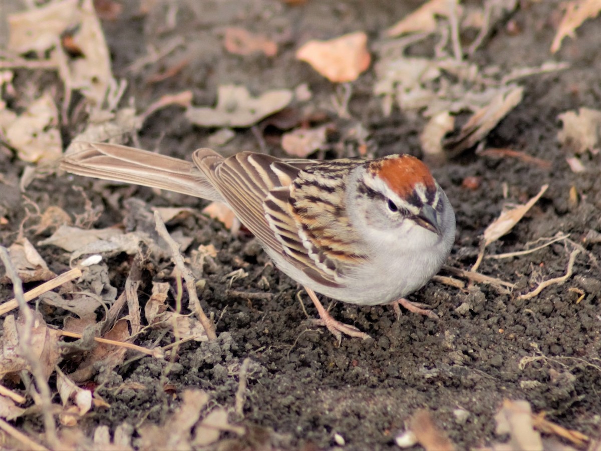 Chipping Sparrow - ML233174931