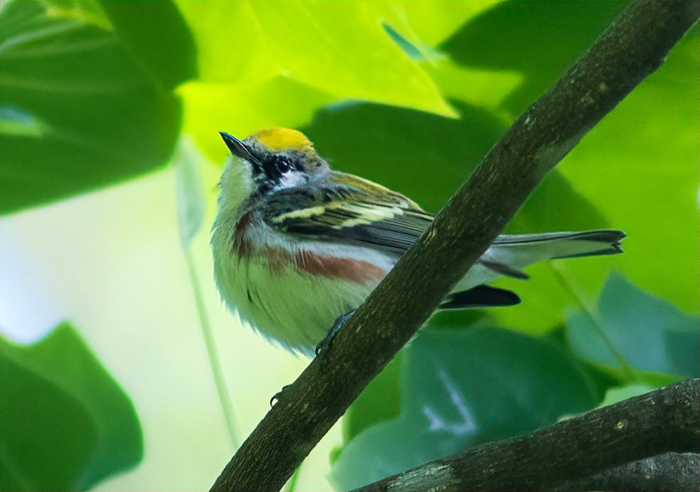 Chestnut-sided Warbler - ML233174971
