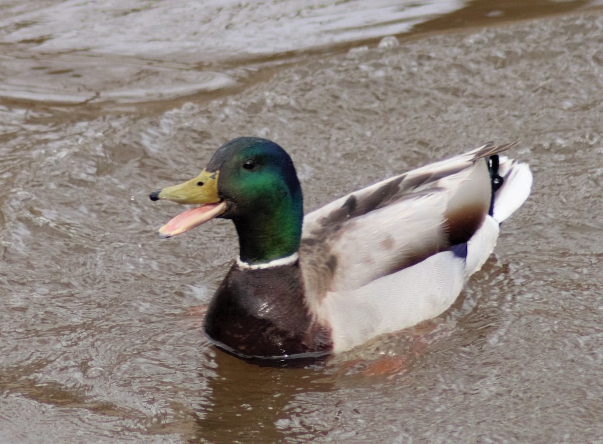 Mallard - ML233175431