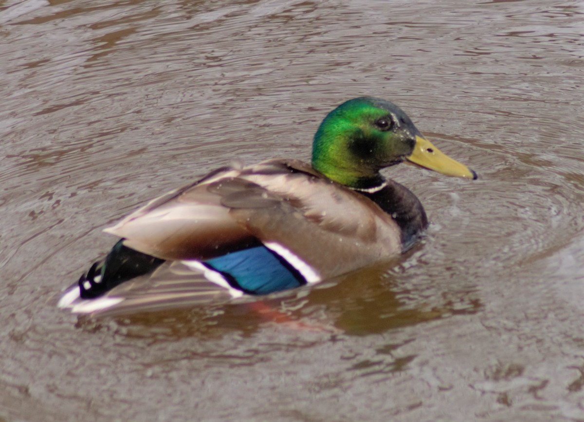 Mallard - ML233175461