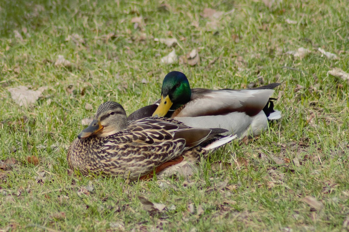 Mallard - ML233175851