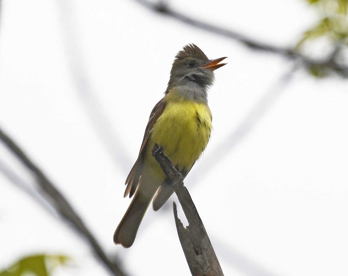 Great Crested Flycatcher - Jeff Packer