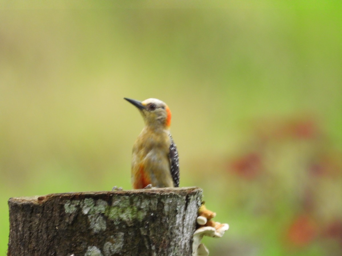 Red-crowned Woodpecker - Diana Arias Alzate