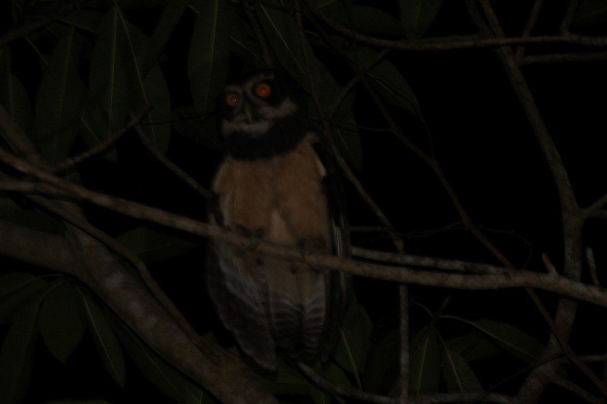 Spectacled Owl - ML233177561