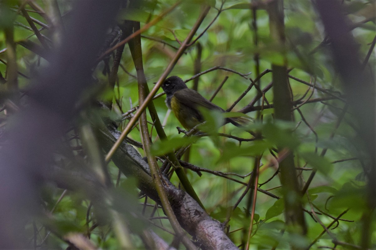 MacGillivray's Warbler - ML233179971