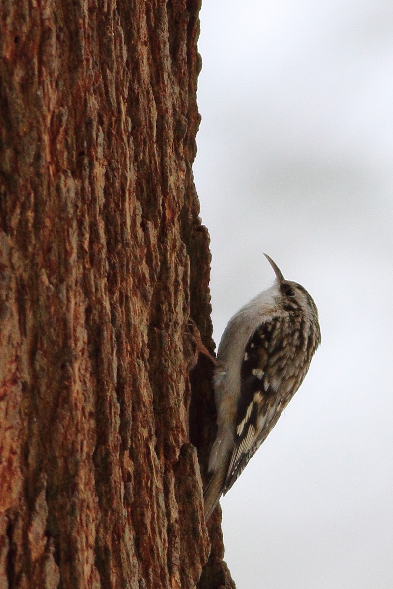 Brown Creeper - ML233181661