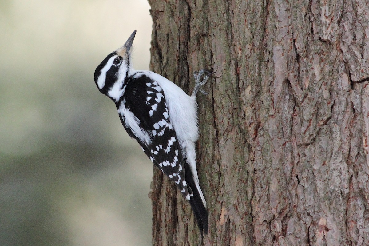 Hairy Woodpecker - Dominique Genna