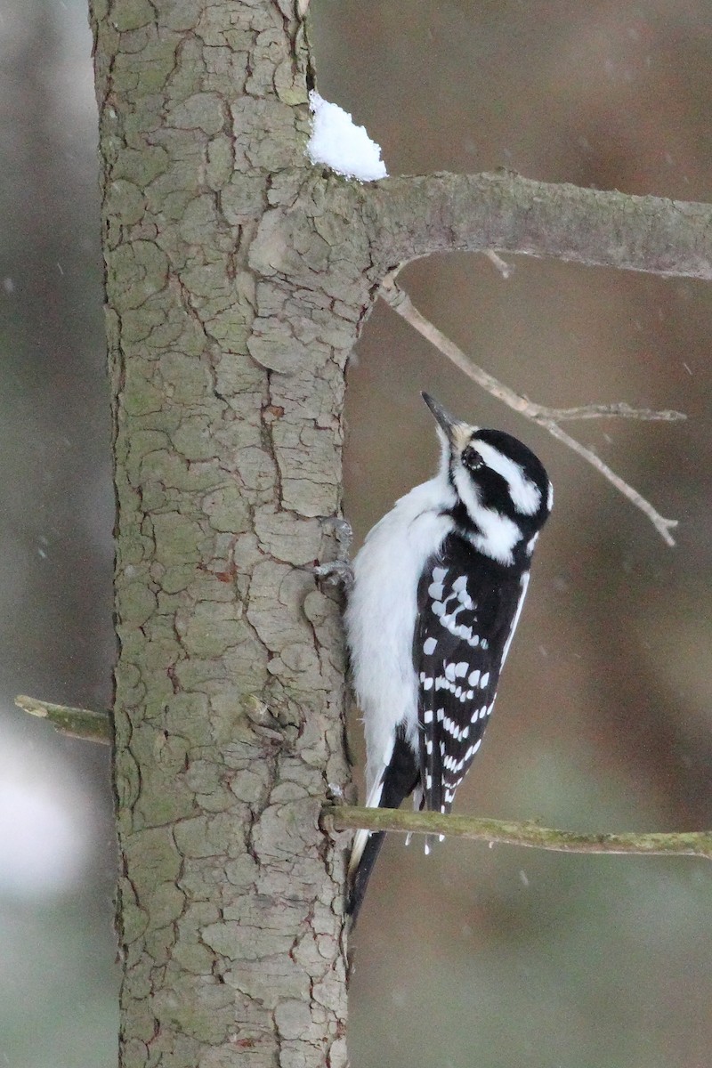 Downy Woodpecker - ML233182151