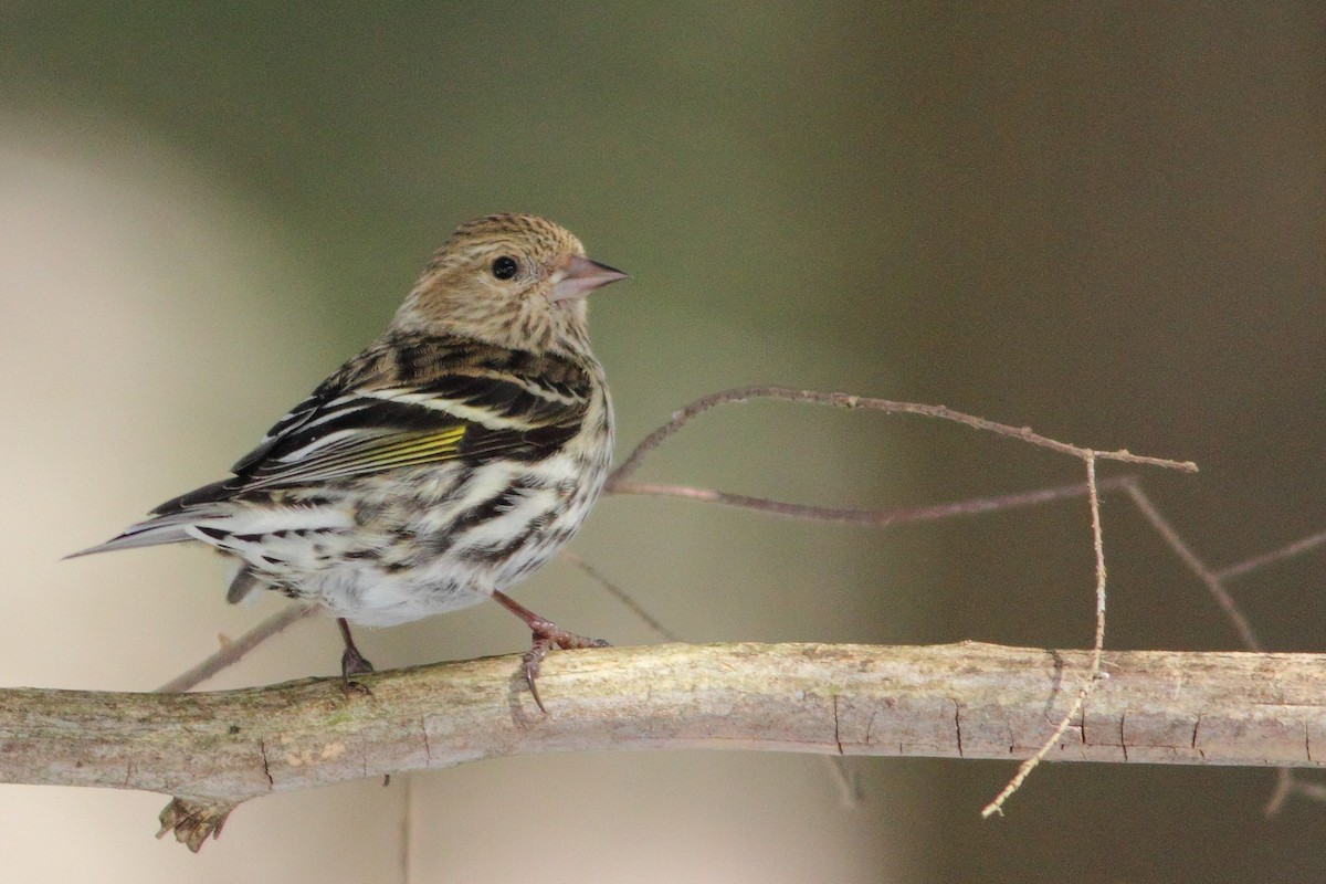 Pine Siskin - ML233182371