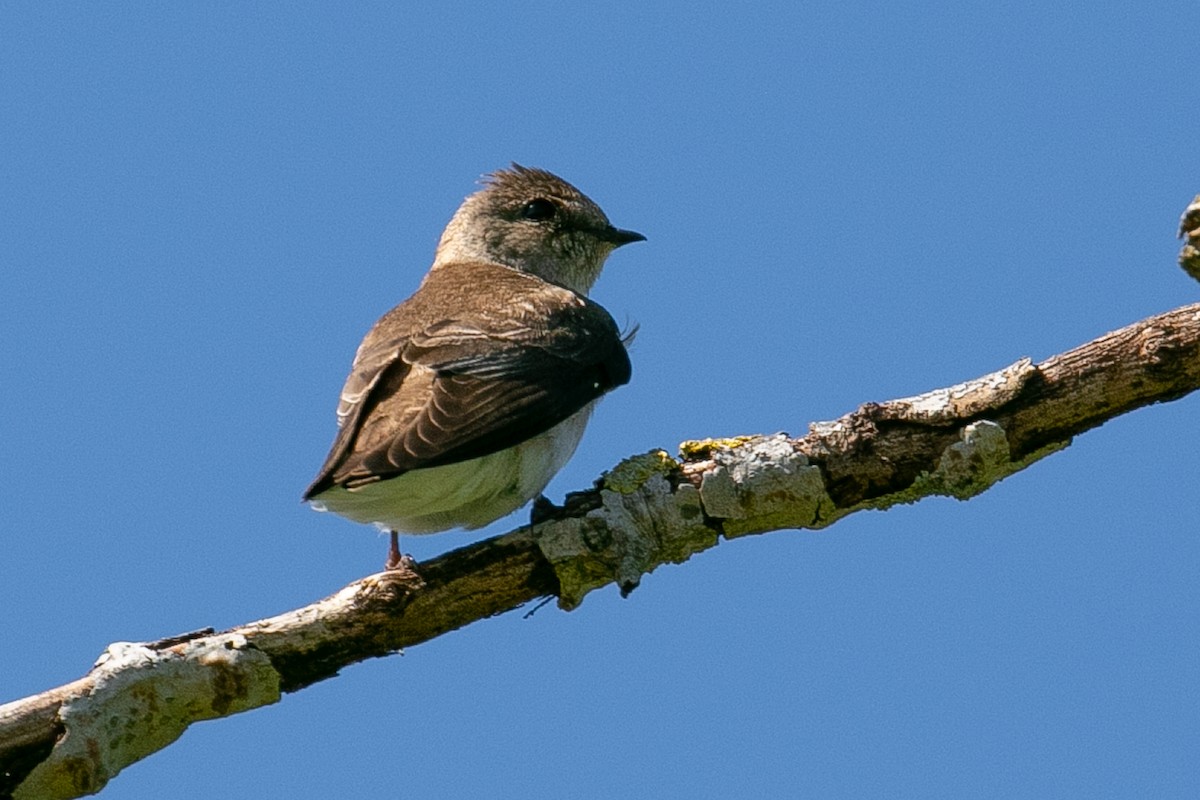 Northern Rough-winged Swallow - ML233183781