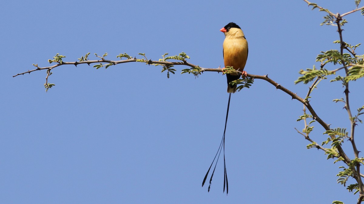 Shaft-tailed Whydah - Daniel Jauvin