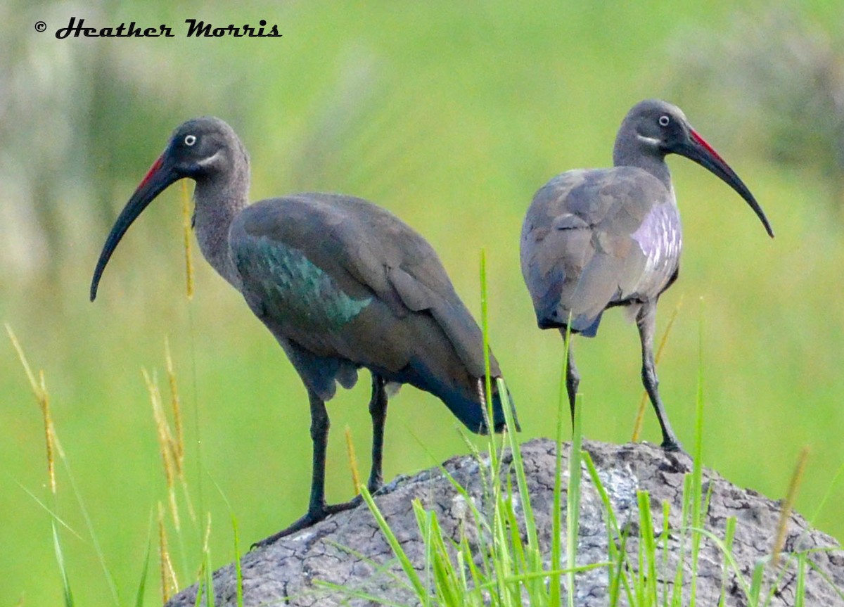 Hadada Ibis - ML233186321