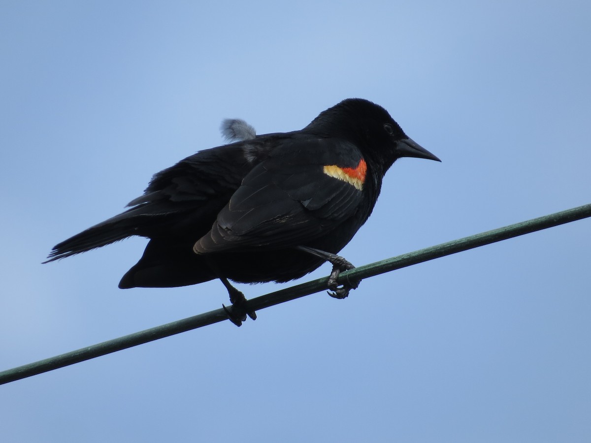 Red-winged Blackbird - ML233187211