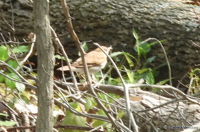Veery - ML233187831