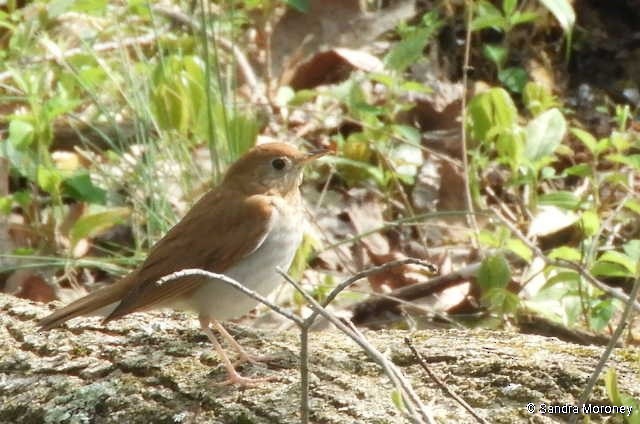 Veery - ML233187871