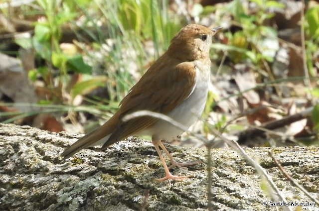 Veery - ML233187881