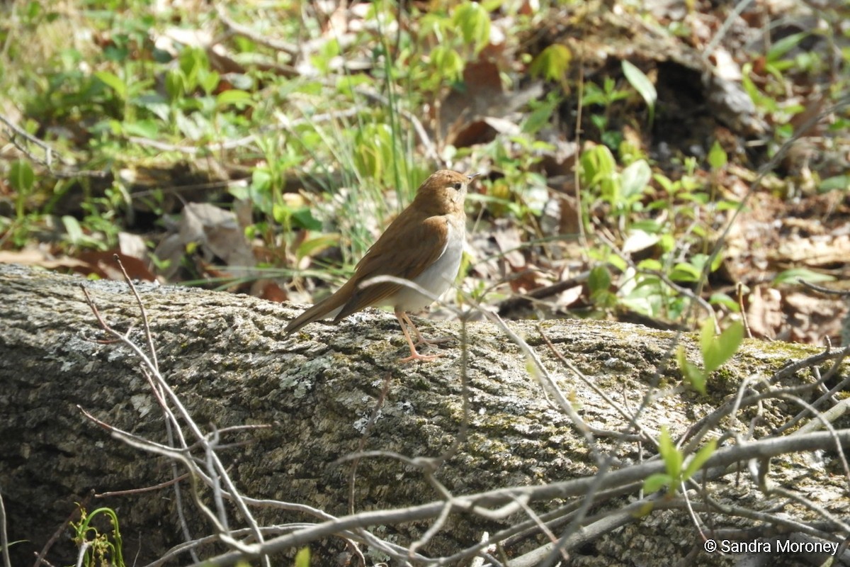 Veery - ML233187931