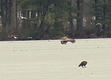 Bald Eagle - ML23318881