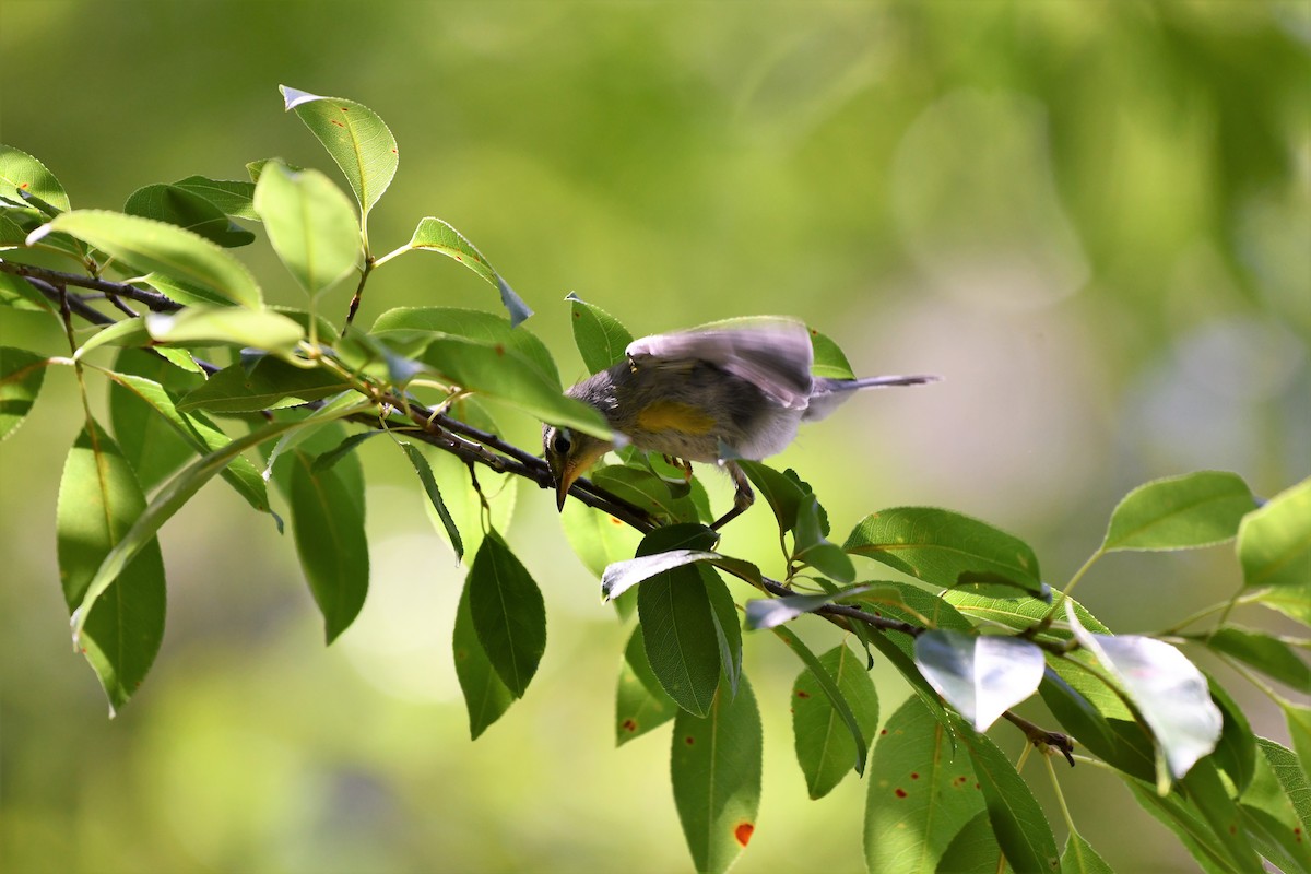 Northern Parula - ML233189701