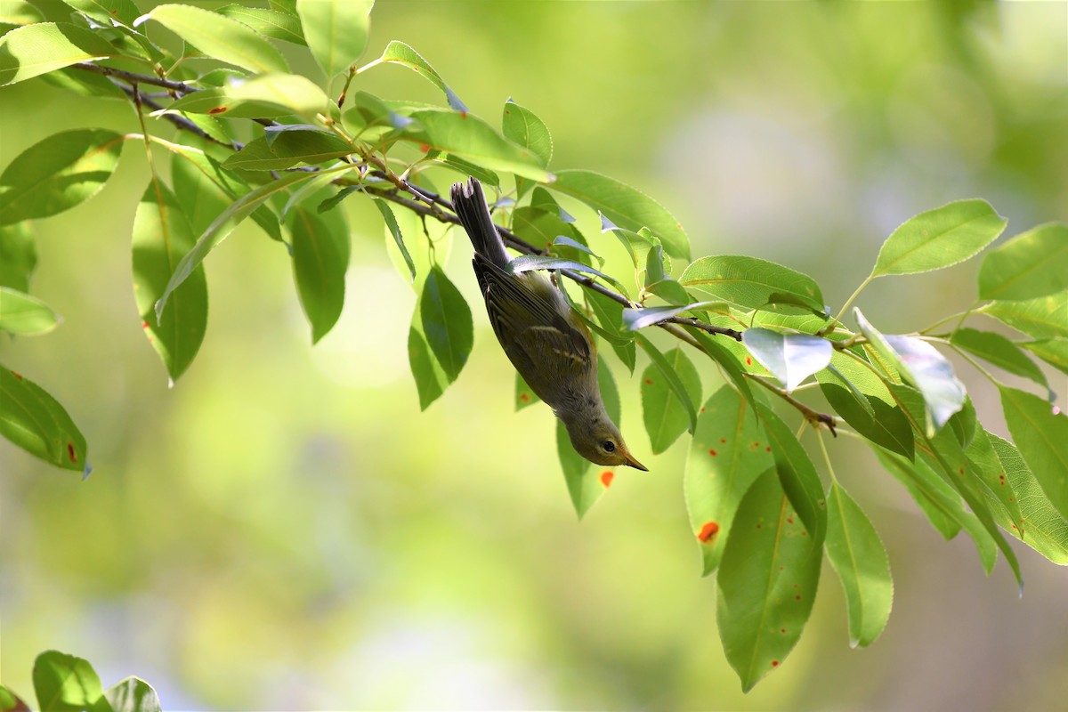 Northern Parula - ML233189711