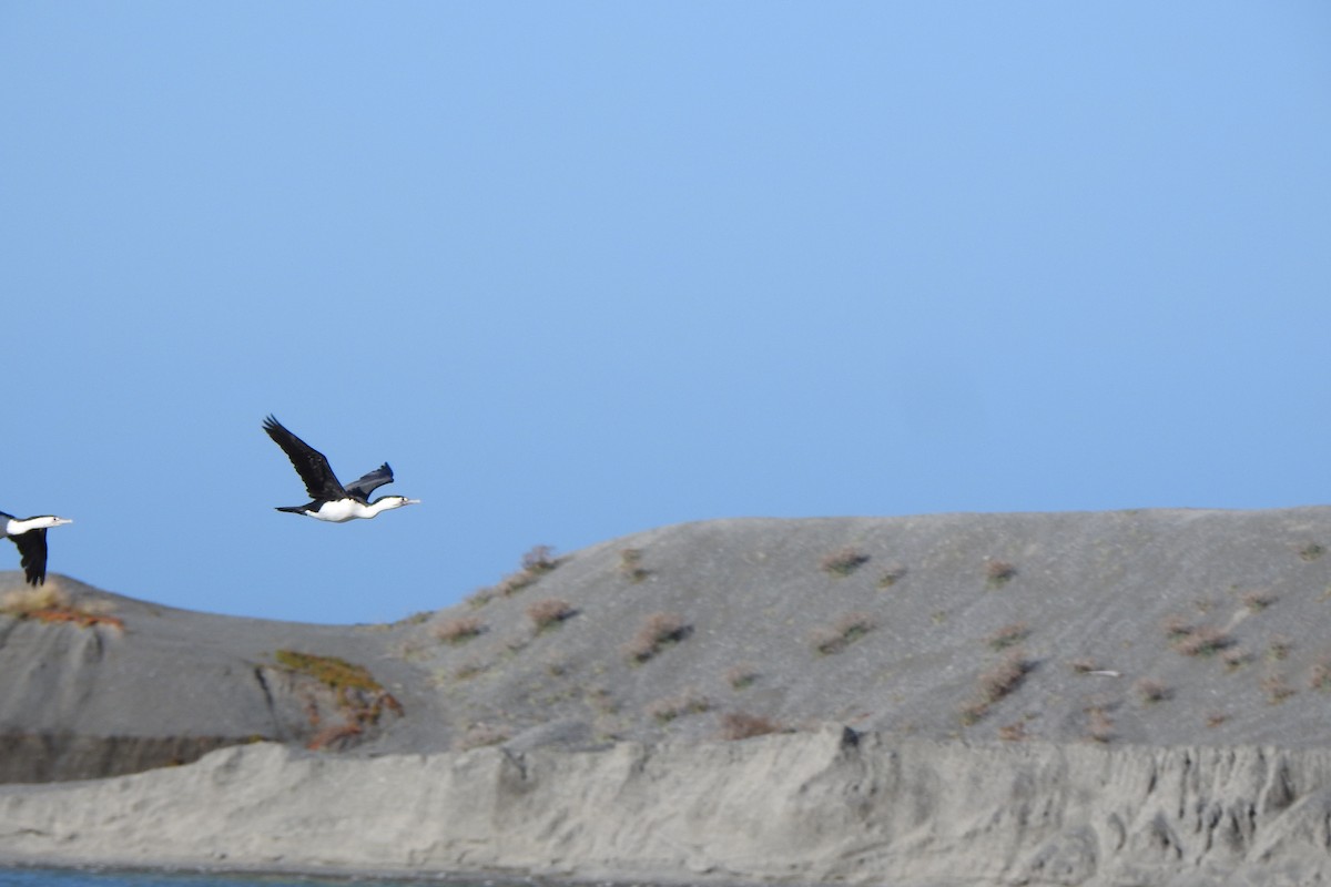 Pied Cormorant - ML233191401