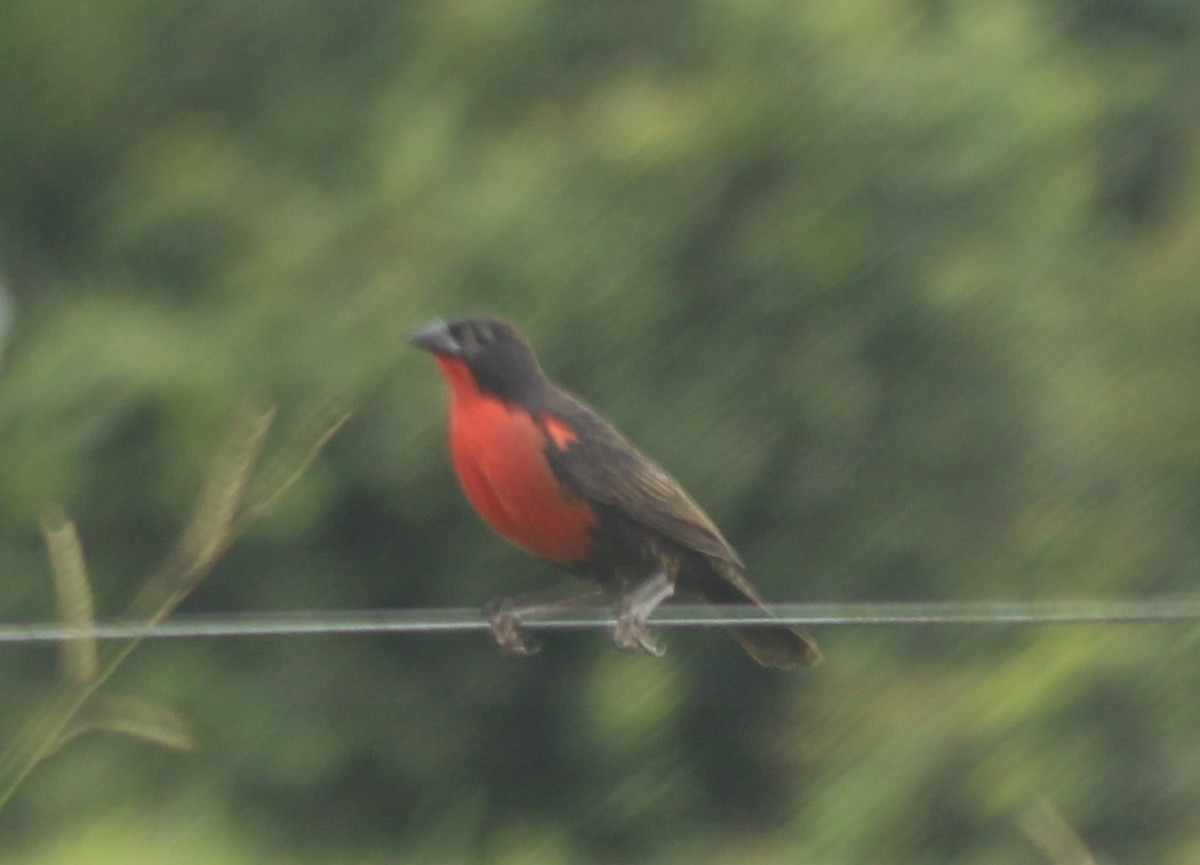 Red-breasted Meadowlark - ML233193171