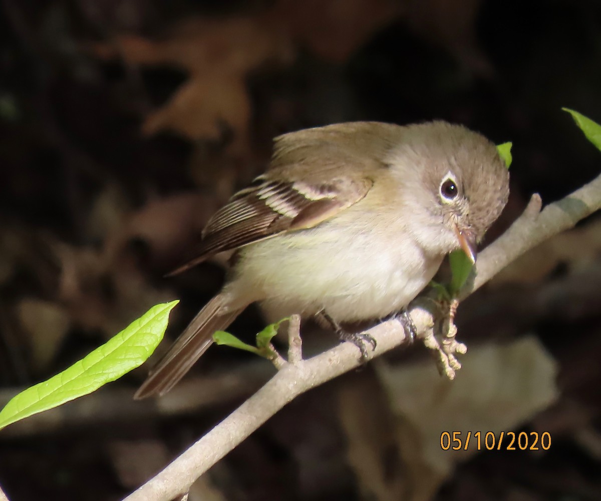 Least Flycatcher - ML233194171